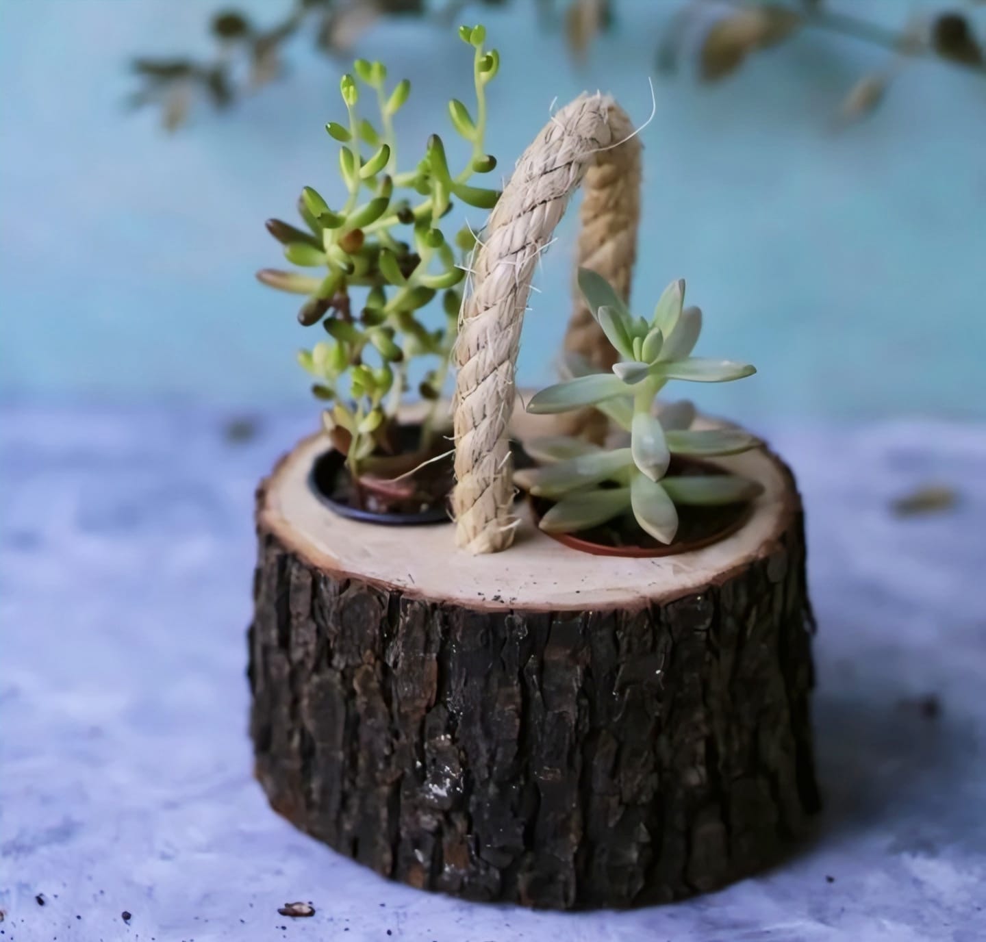 Rustic Handcrafted Wood Log Planter Collection - Mug & Basket Style
